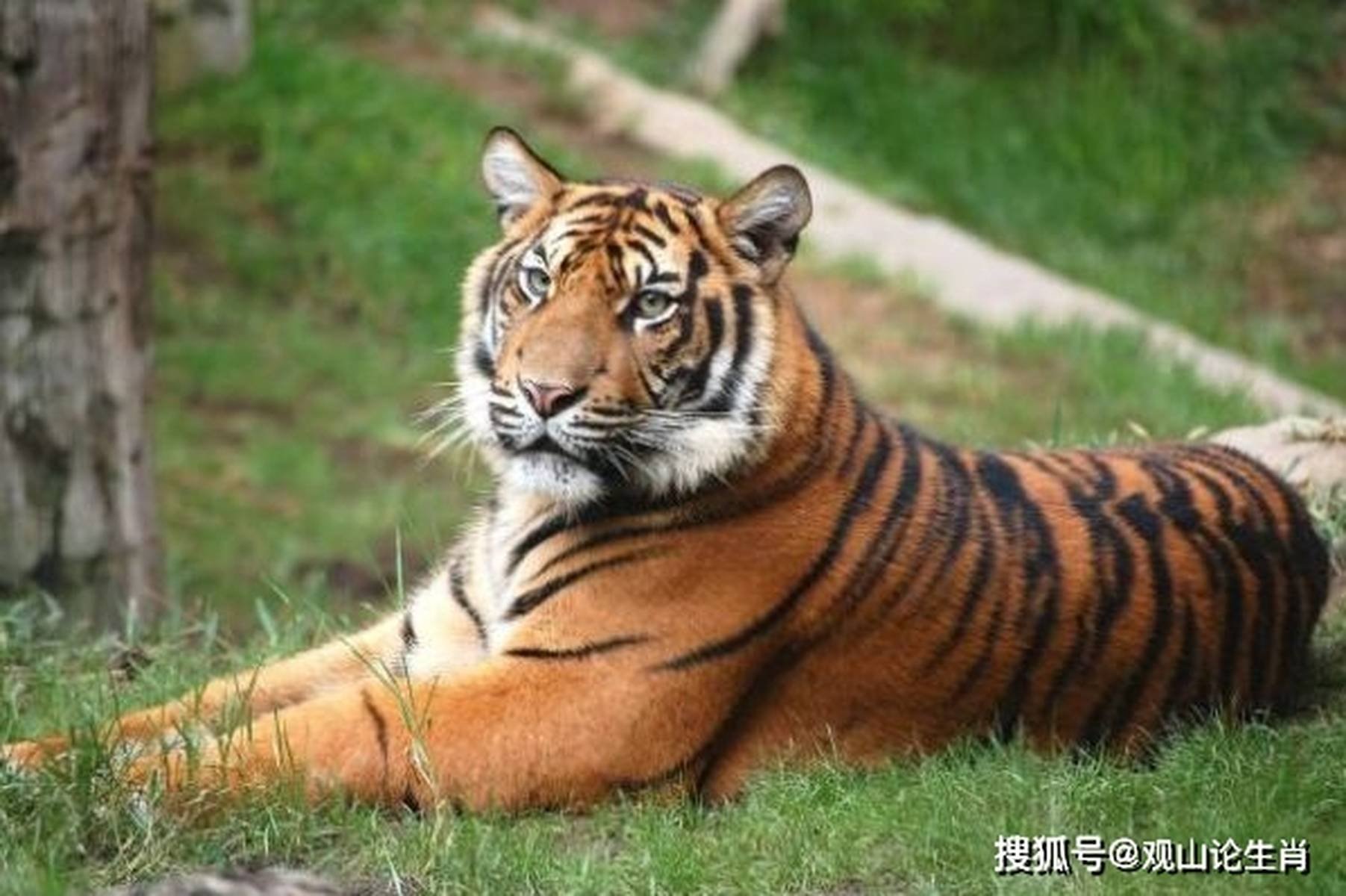 生肖排首位身高一米一兔前虎气凶一二便不同猜生肖全面释义、时代解答解释落实